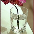 - Orchidee im Glas -