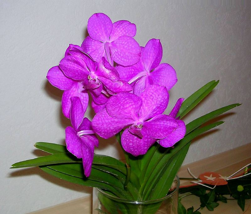 Orchidee im Glas