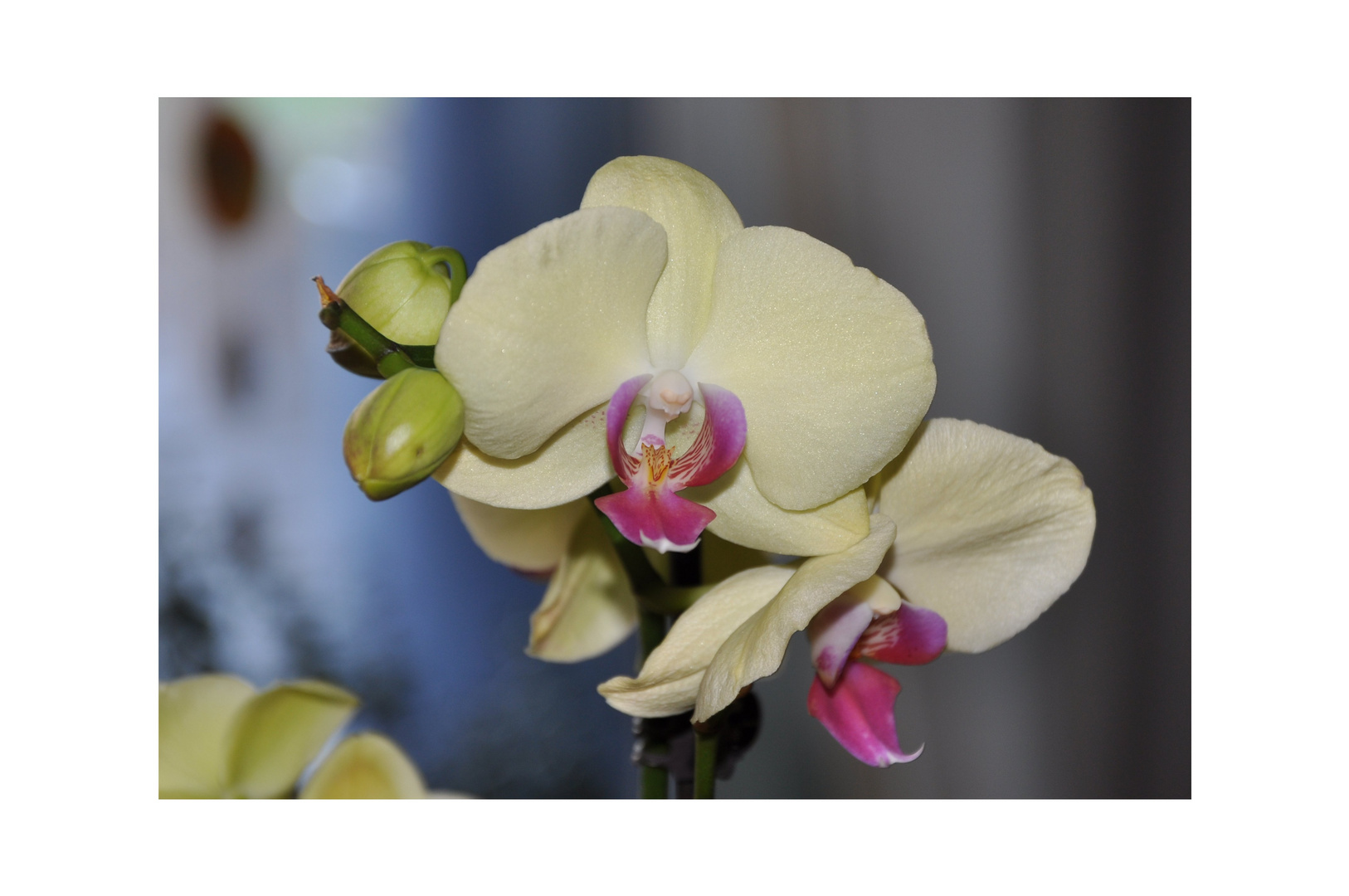 Orchidee im Haus