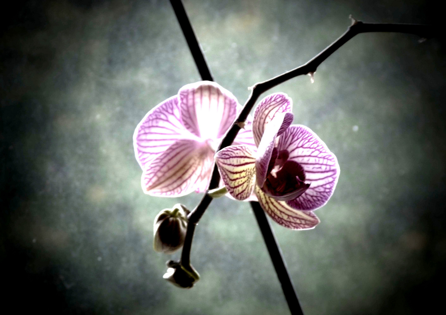 Orchidee im Herbst