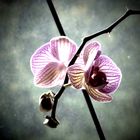 Orchidee im Herbst