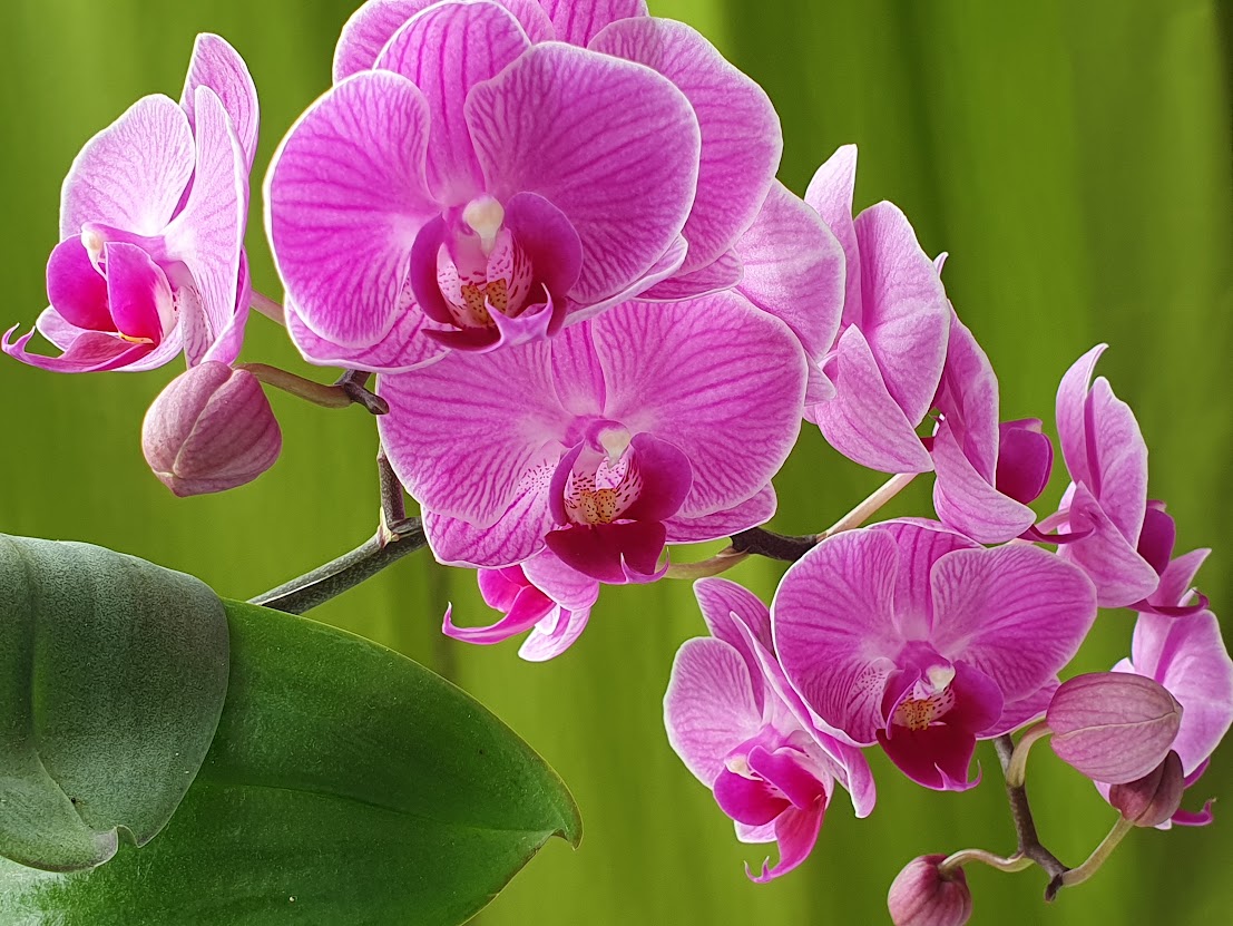 Orchidee im Herbst