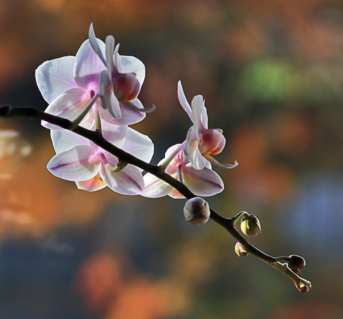 Orchidee im Herbstlicht.....