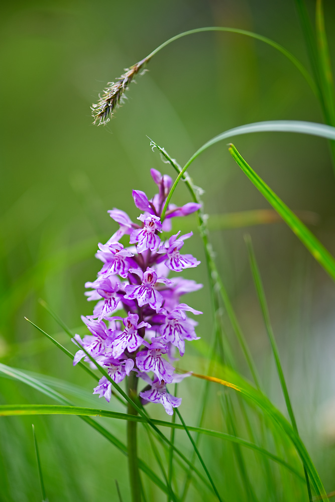 Orchidee im Hochgebirge 1