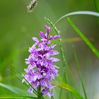 Orchidee im Hochgebirge 1