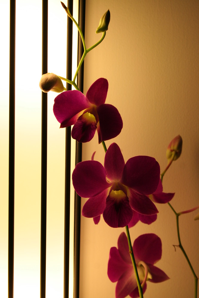 Orchidee im Hotelzimmer