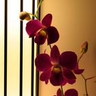 Orchidee im Hotelzimmer