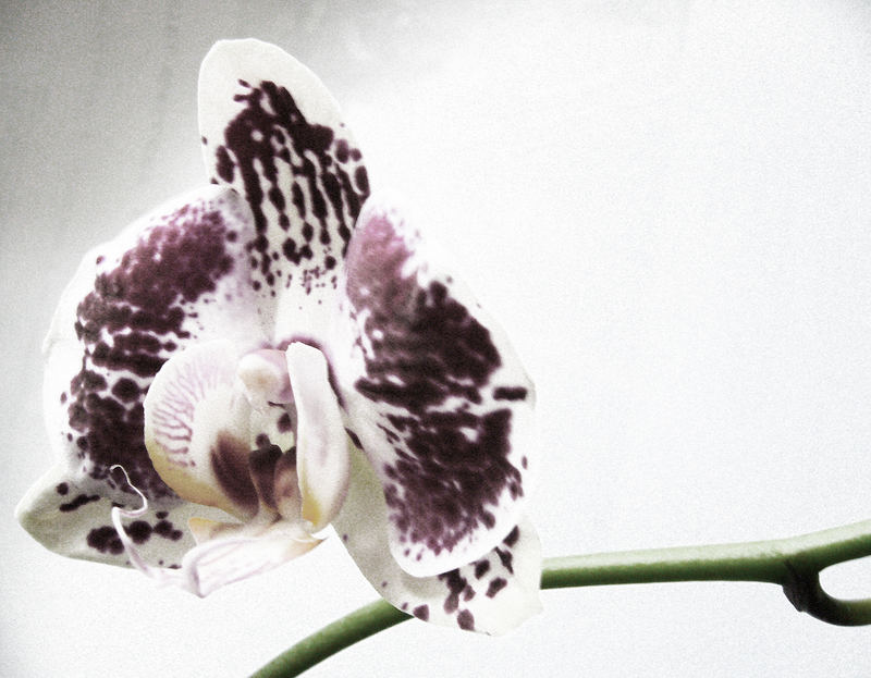 Orchidee im Januar