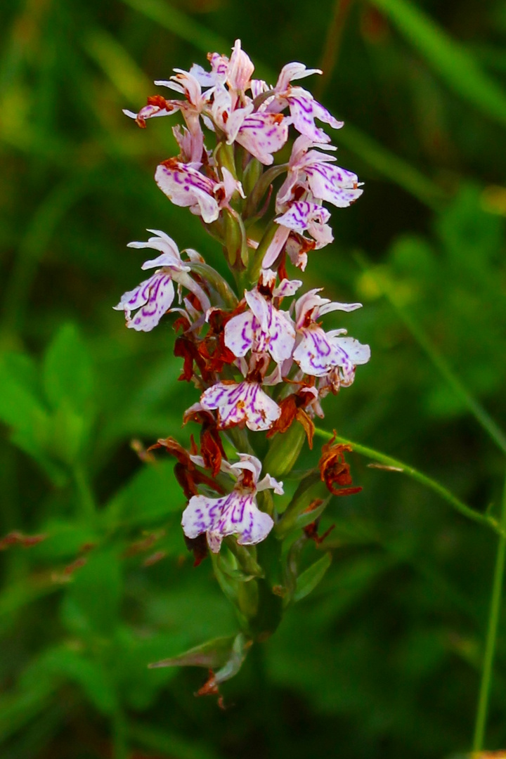 Orchidee im Kellerwald