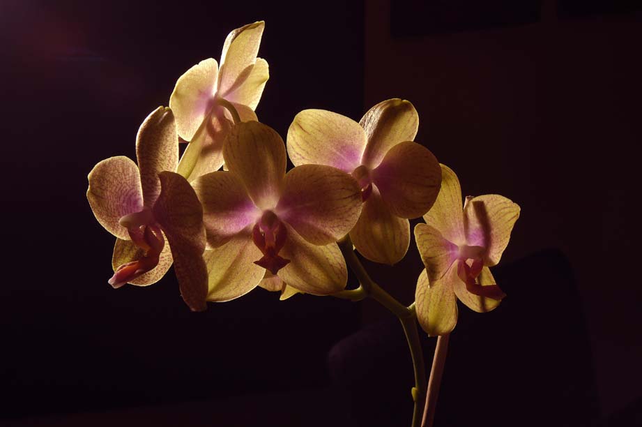 Orchidee im Kunstlicht