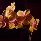 Orchidee im Kunstlicht