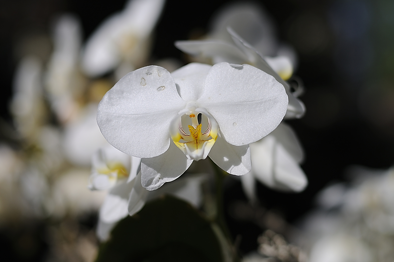 Orchidee im Licht