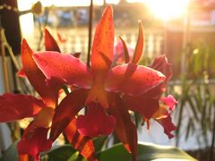 Orchidee im Licht