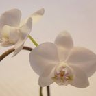 Orchidee im Licht
