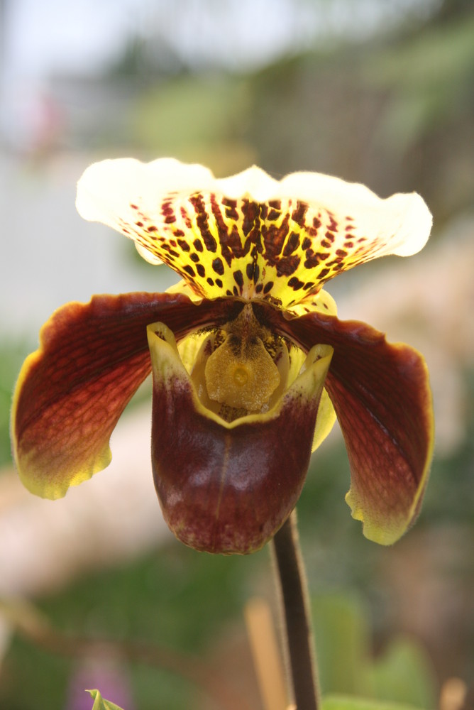 Orchidee im Licht, BUGA 2009 in Schwerin