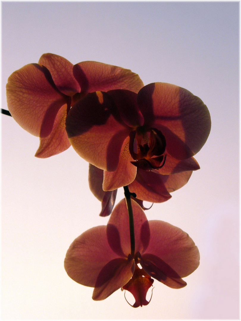 Orchidee im Licht der Abendsonne