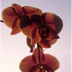 Orchidee im Licht der Abendsonne