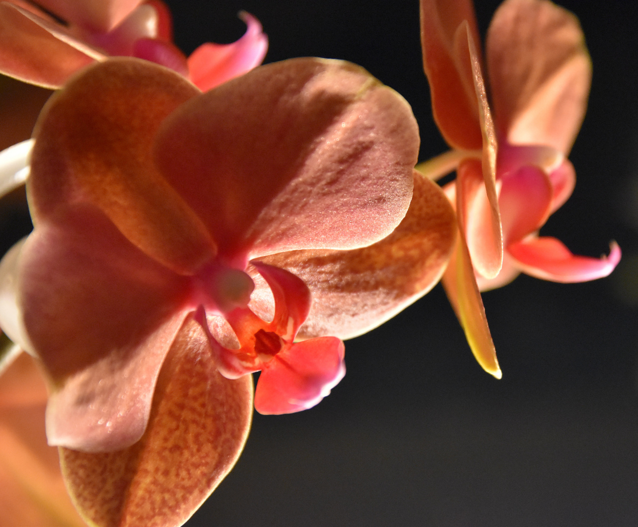 Orchidee im Licht