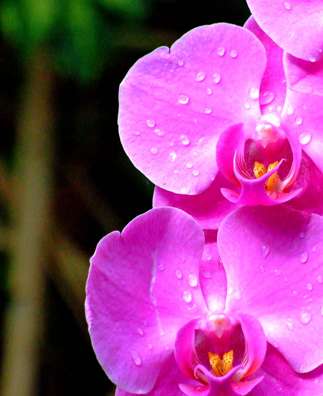 Orchidee im Loro Parque