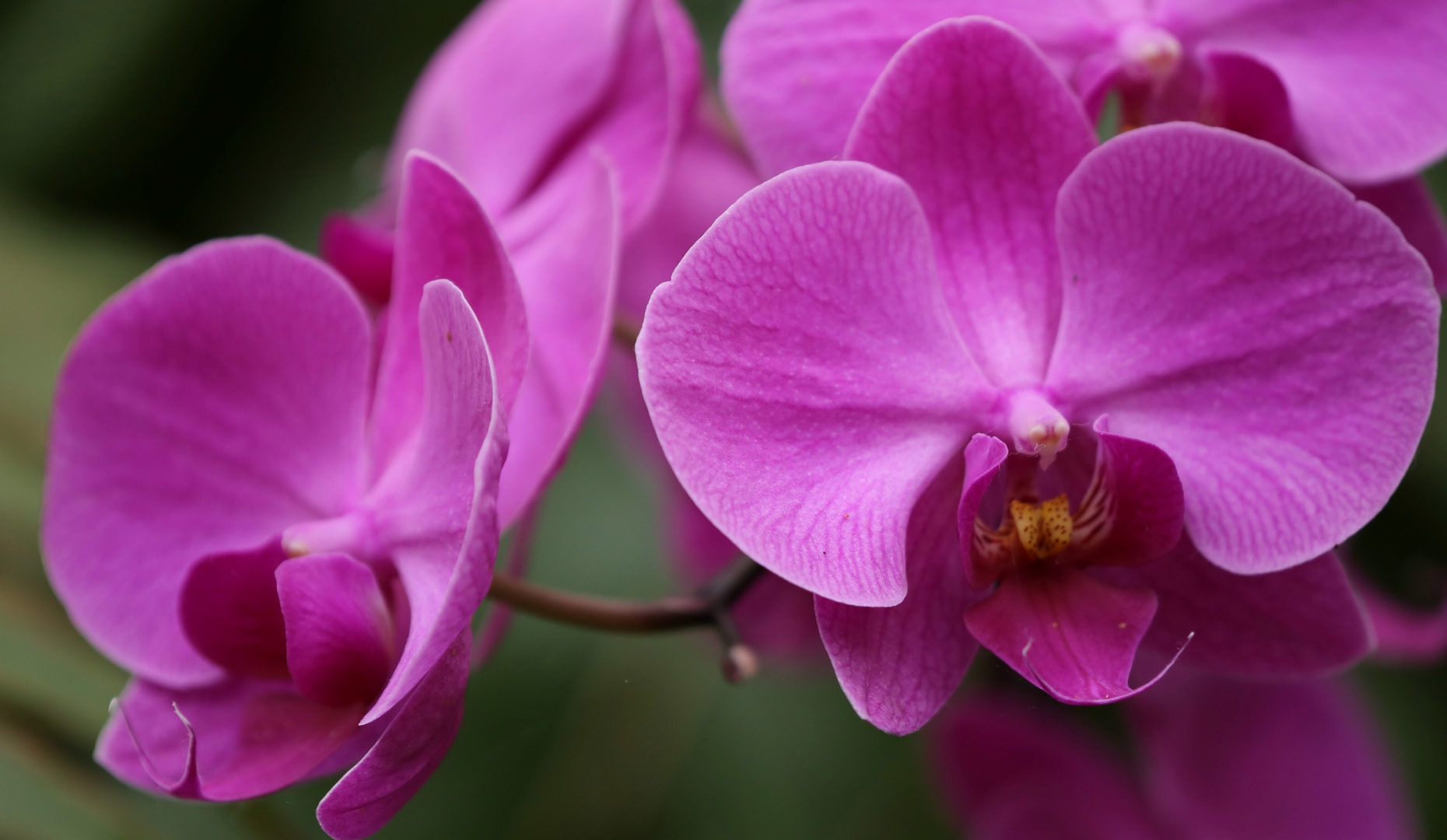 Orchidee im Loro Parque
