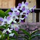 ...Orchidee im Lotuscafe ...