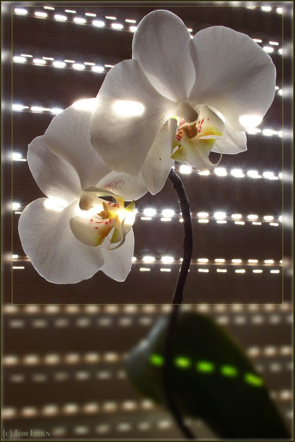 Orchidee im Morgenlicht