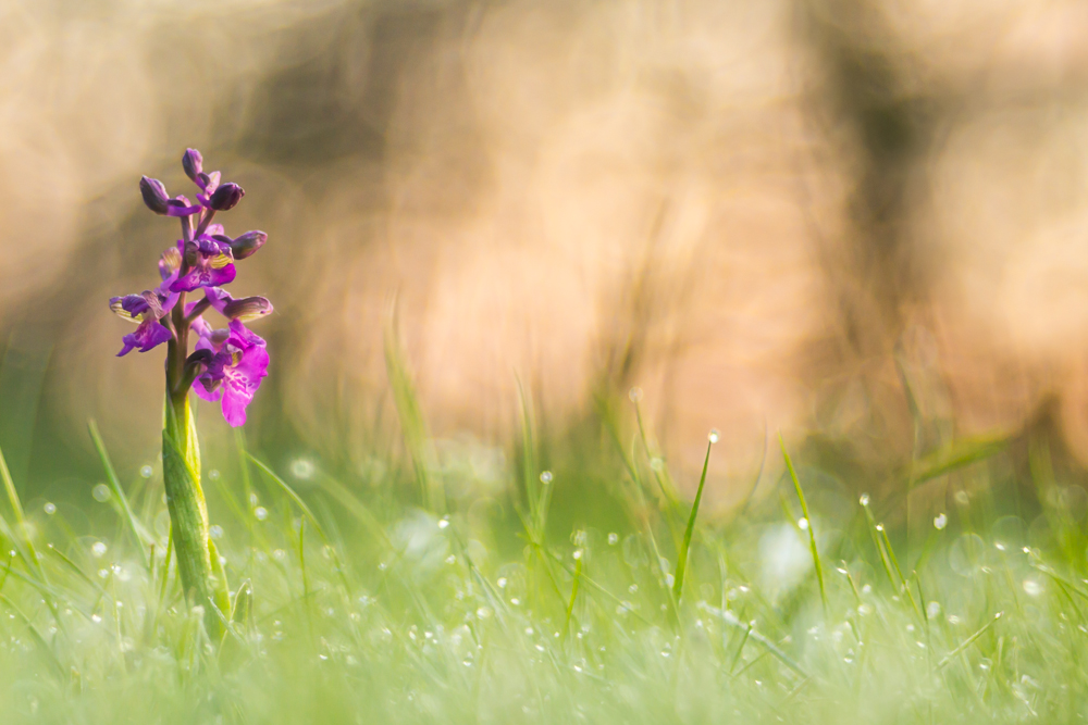 Orchidee im Morgenlicht