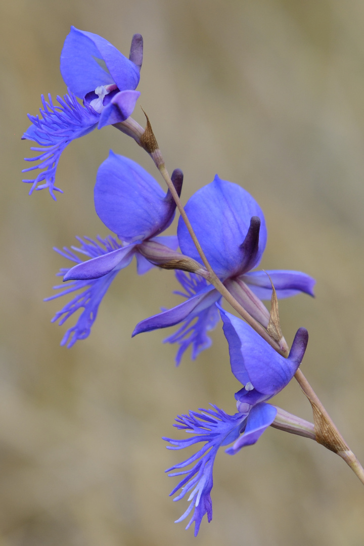 Orchidee im Nyika Nationalpark