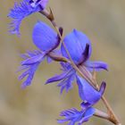 Orchidee im Nyika Nationalpark