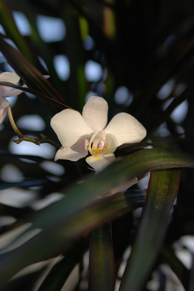 Orchidee im Palmengarten