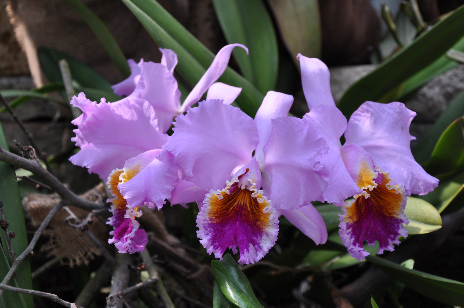 Orchidee im Palmenhaus - Insel Mainau