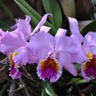 Orchidee im Palmenhaus - Insel Mainau