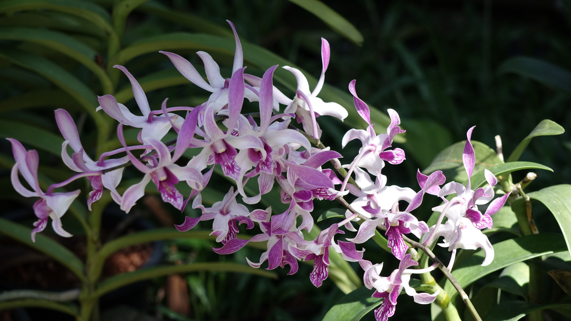 Orchidee im Park