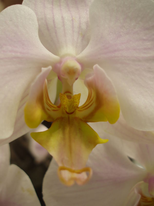 orchidee im P&C
