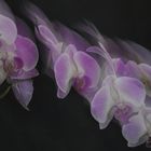 # Orchidee im Rausch...#