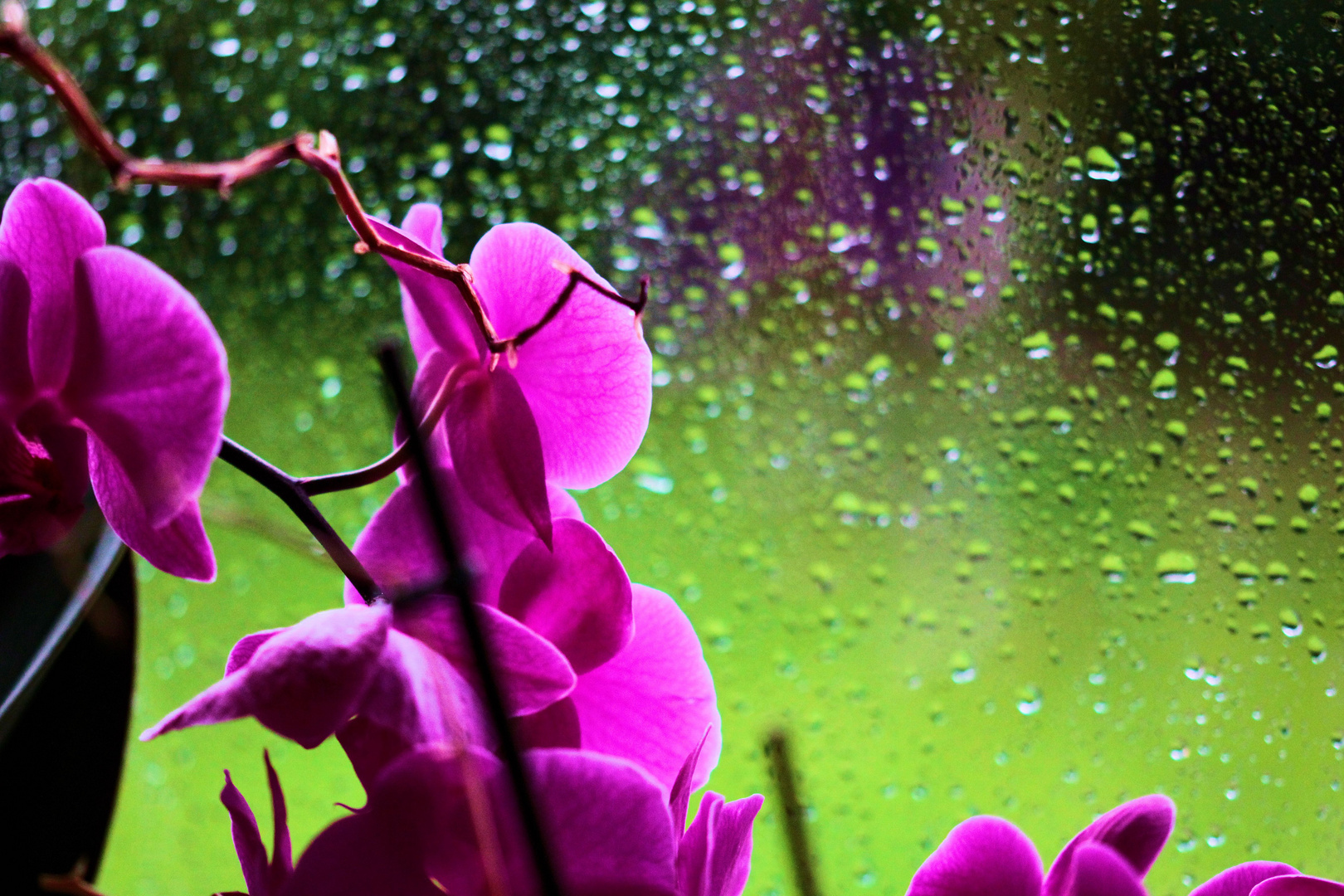 Orchidee im Regen