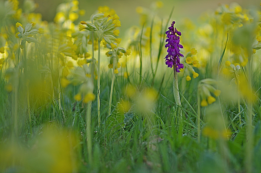 Orchidee im Schlüsselblumenwald 8.5.15