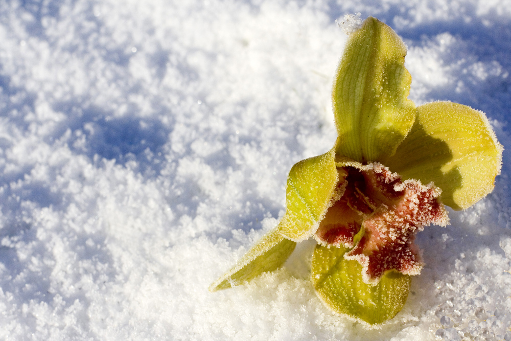 Orchidee im Schnee