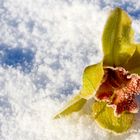 Orchidee im Schnee