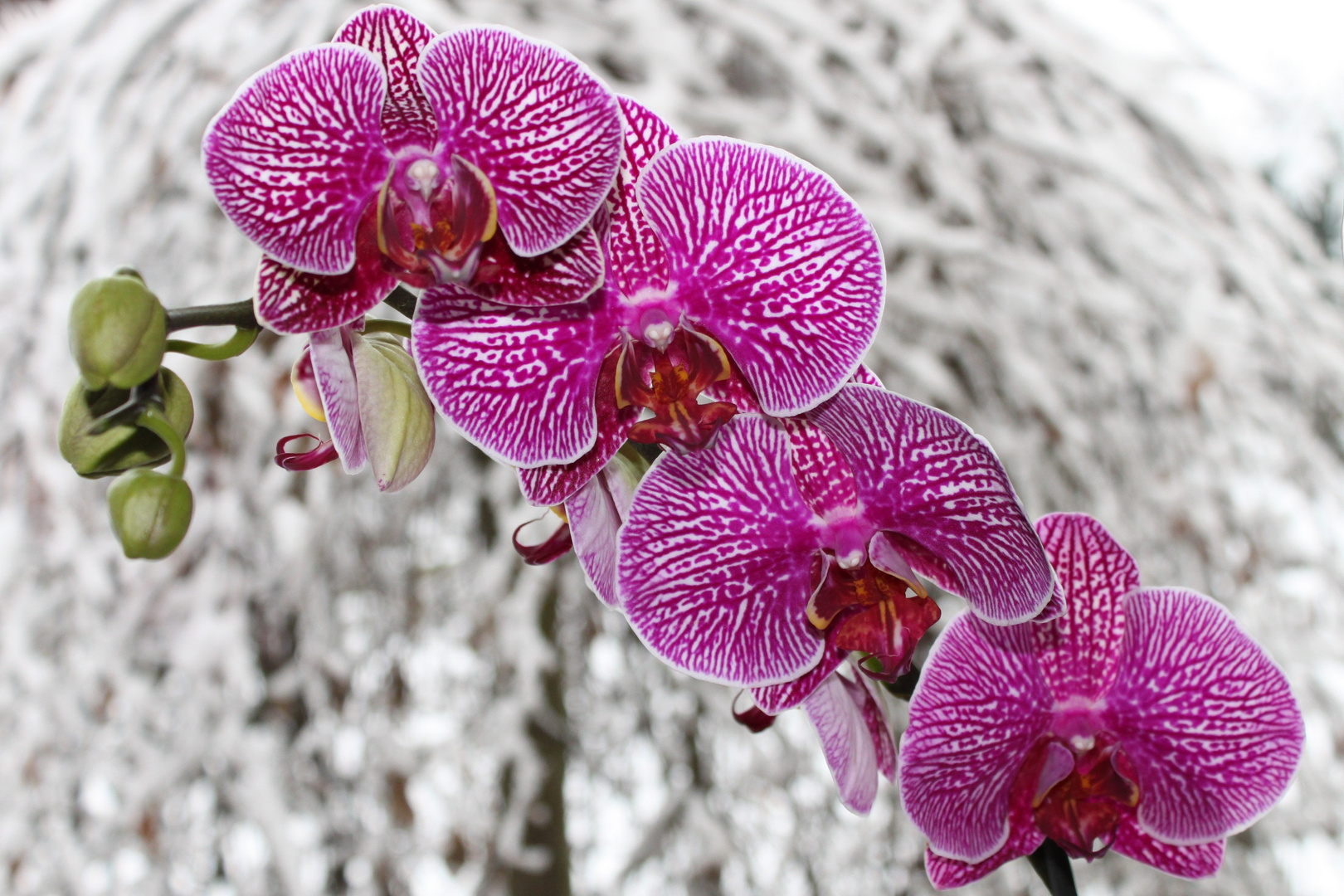 Orchidee im Schnee