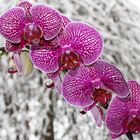 Orchidee im Schnee