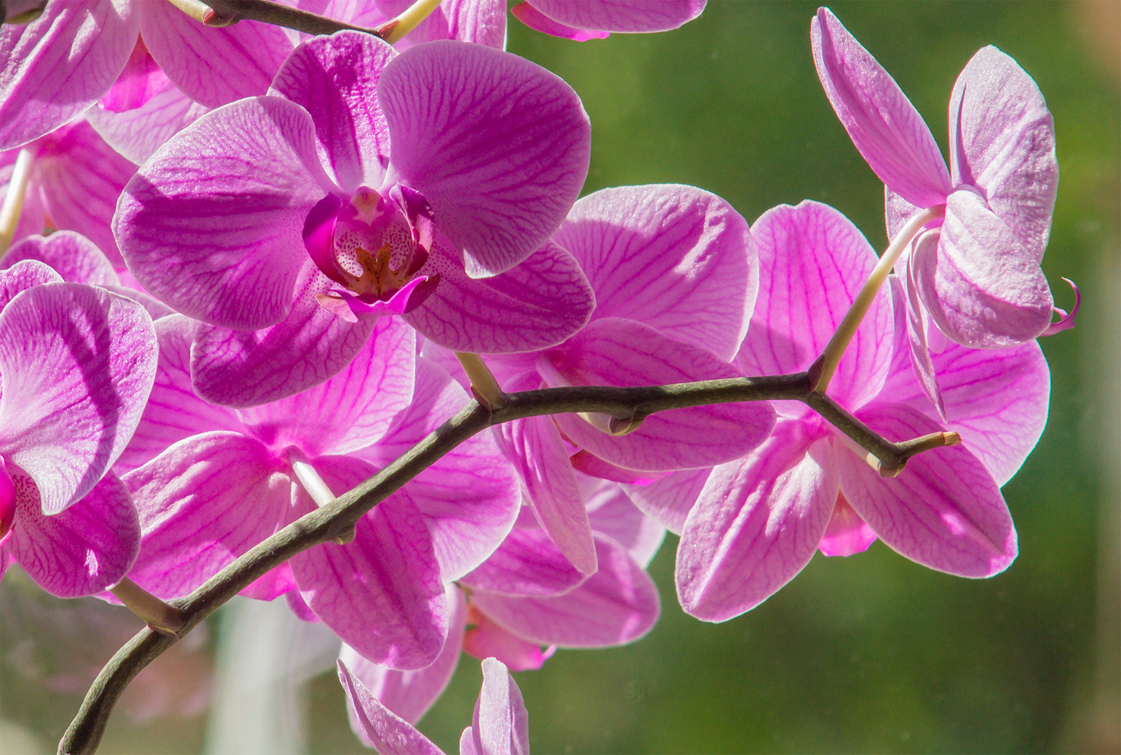 Orchidee im Sonnenlicht