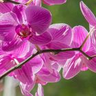 Orchidee im Sonnenlicht