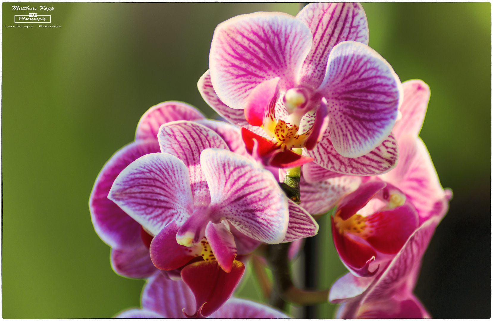 orchidee im sonnenlicht