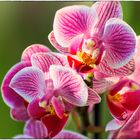 orchidee im sonnenlicht