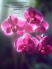 Orchidee im Sonnenlicht