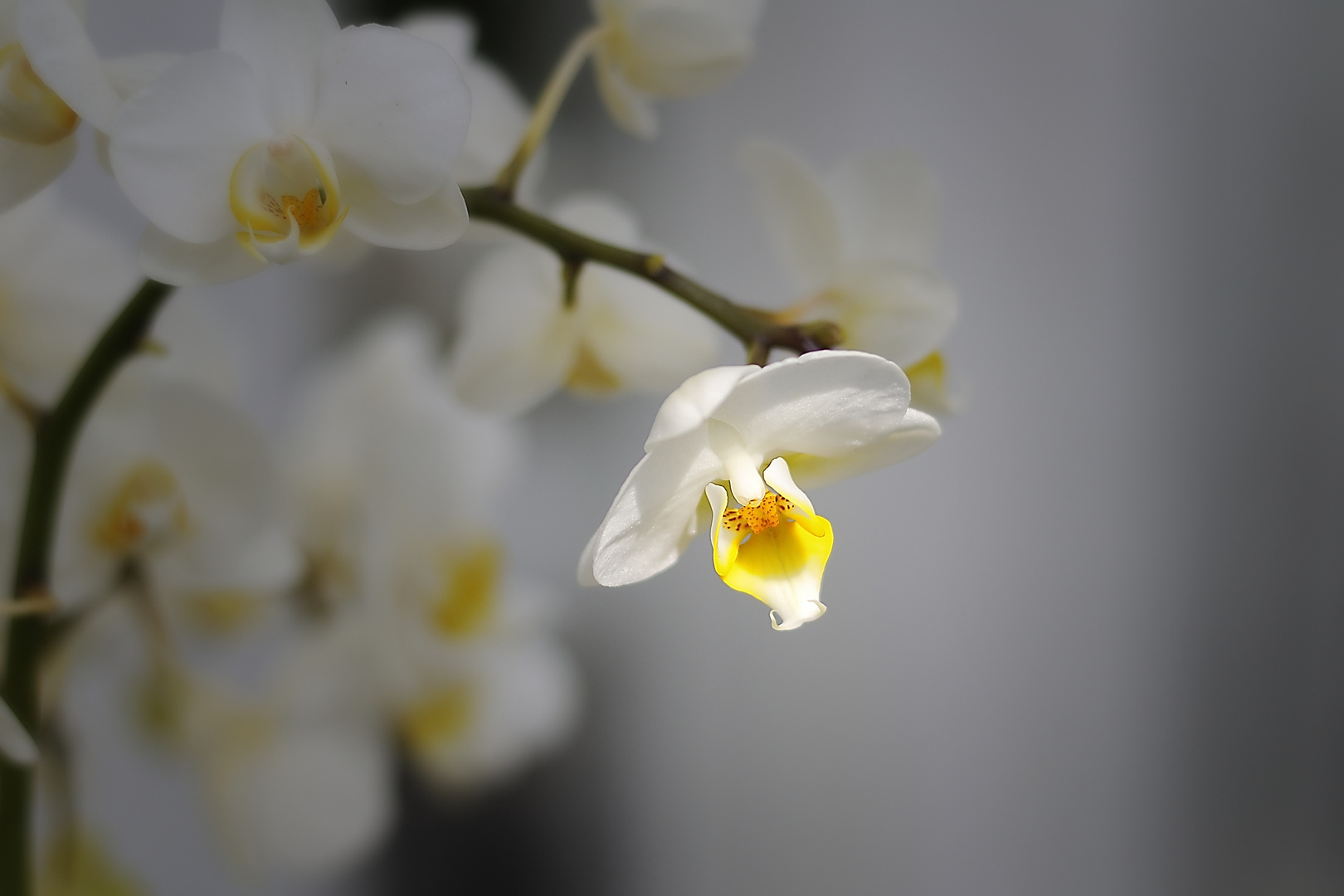 Orchidee im Sonnenlicht