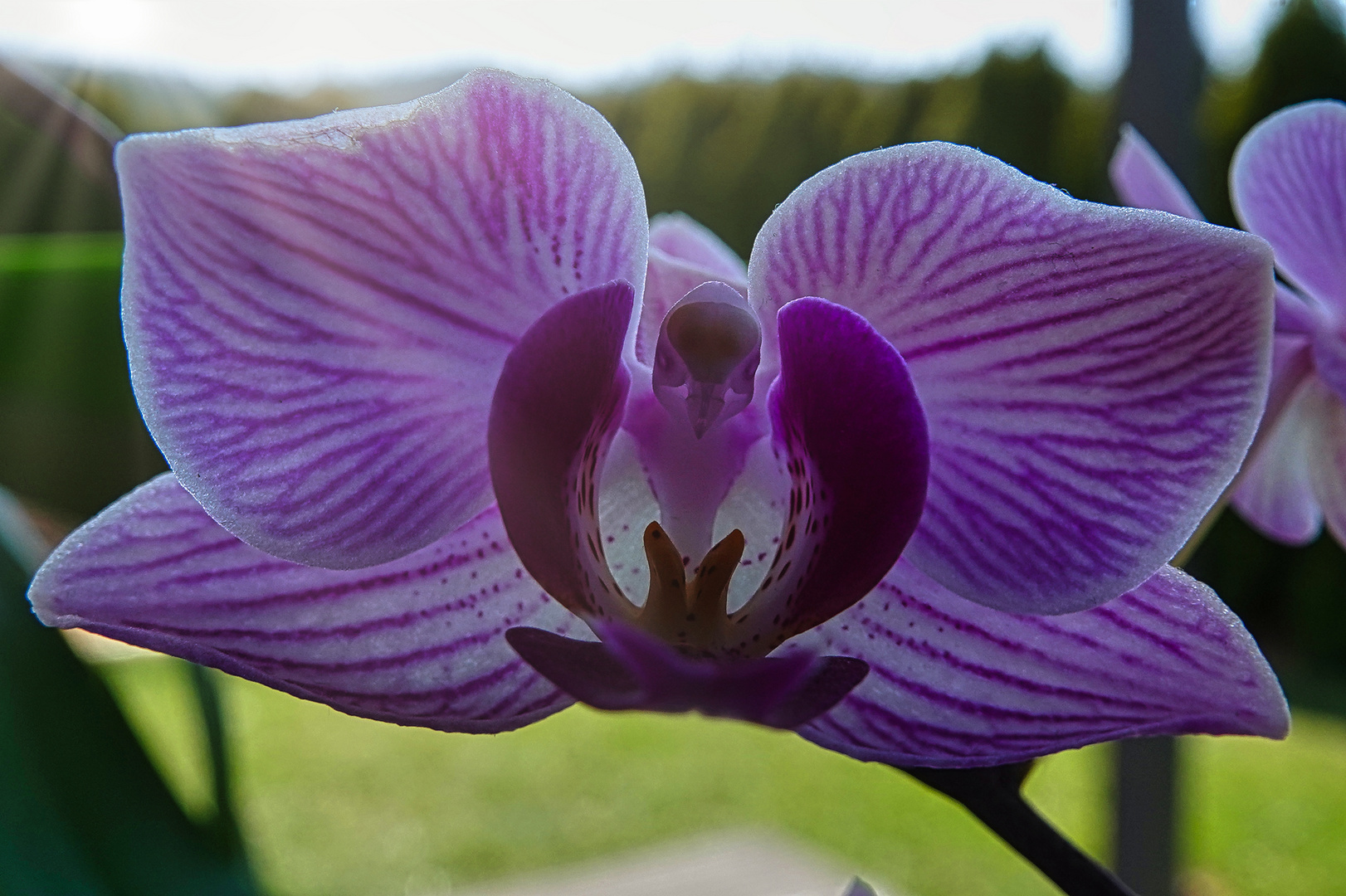 Orchidee im Sonnenschein