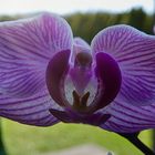 Orchidee im Sonnenschein