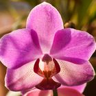 Orchidee im Sonnenschein
